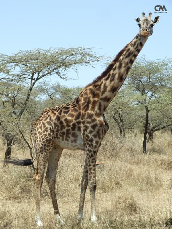 girafă în lake manyara safari, tanzania