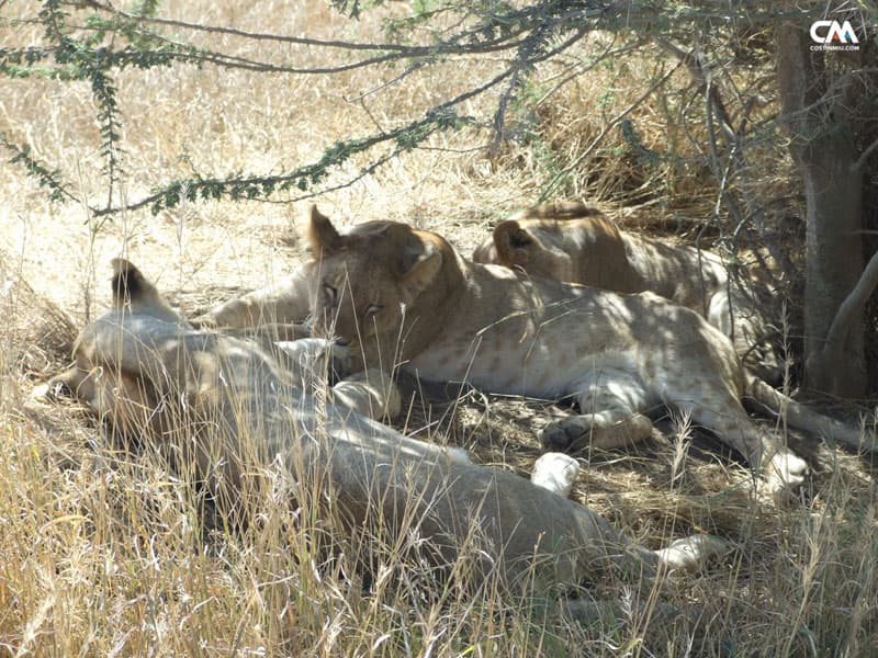 lei odihnindu-se în serengeti, tanzania
