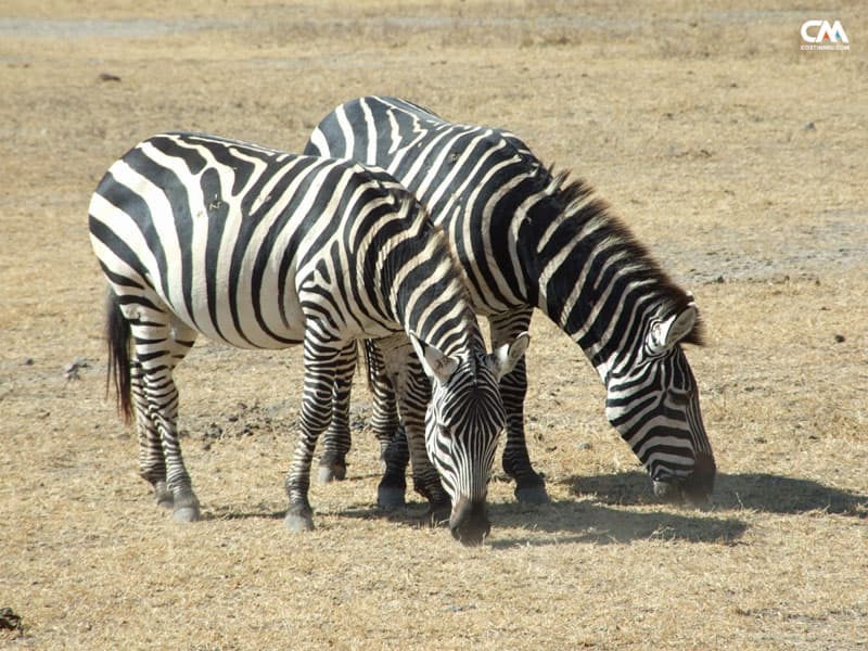 zebre în lake manyara safari, tanzania