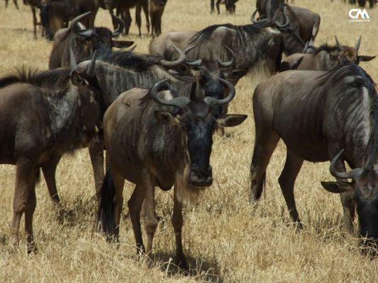 antilope gnu în lake manyara safari, tanzania