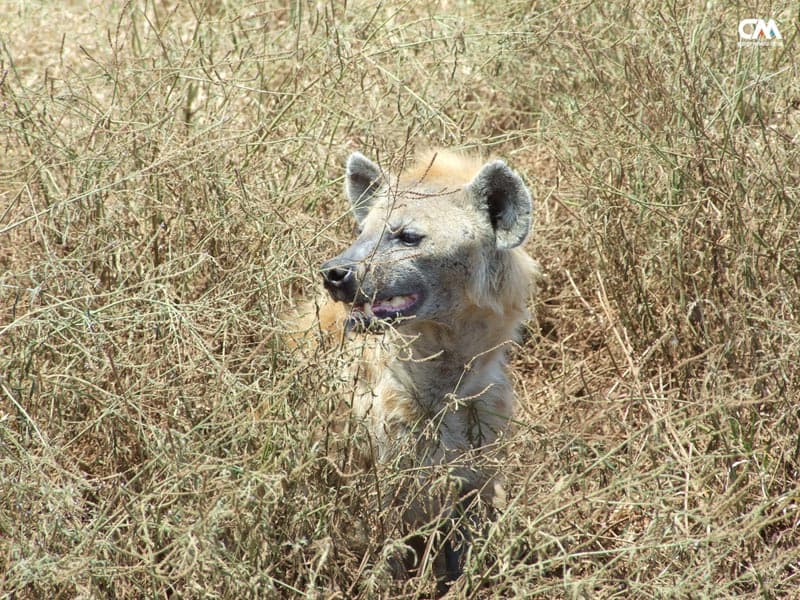 hienă în serengeti safari, tanzania