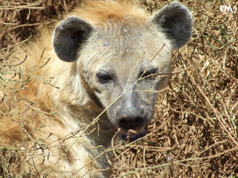 hienă în serengeti, tanzania