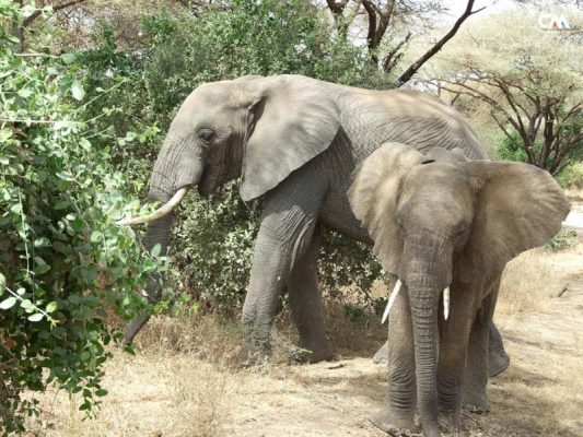 elefanți în safari, lake manyara, tanzania