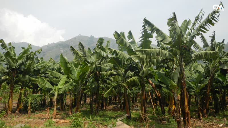 plantatie de banane, uganda, rwenzori mt.