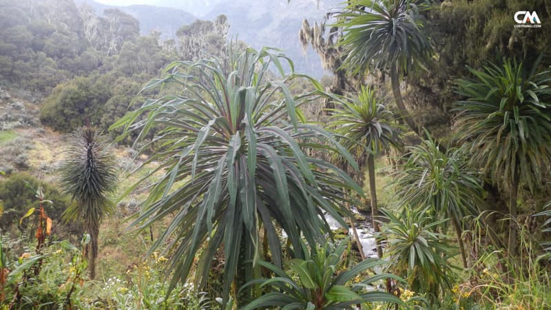vegetație în uganda, mt. rwenzori