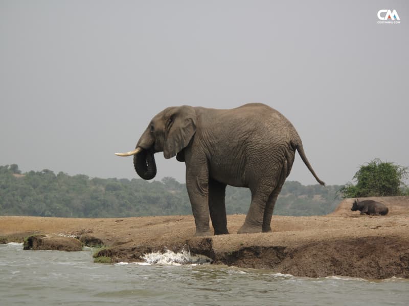 elefant în safari lake elizabeth, uganda