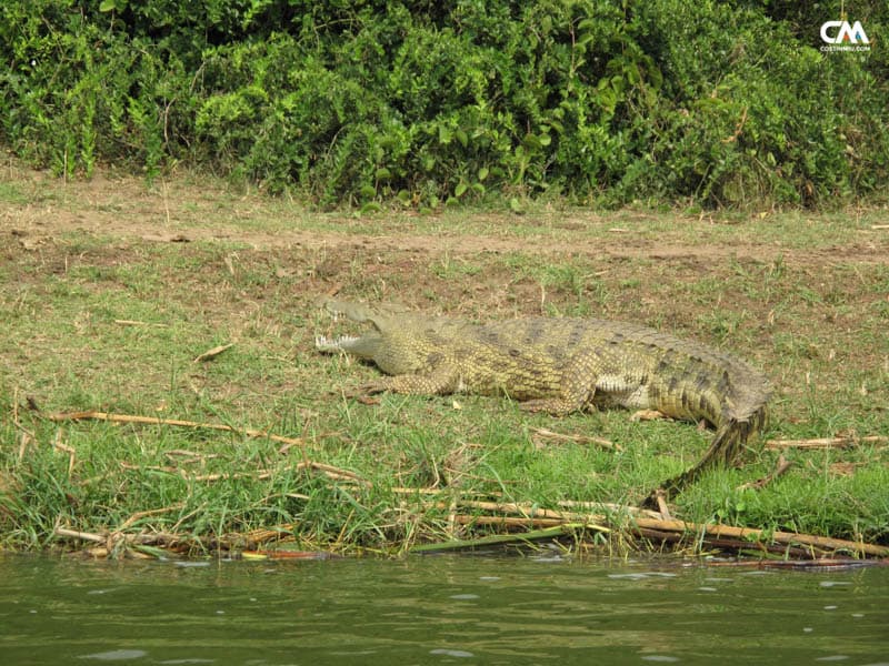 corocodil în safari lake elizabeth, uganda